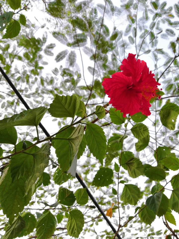 Hibiscus