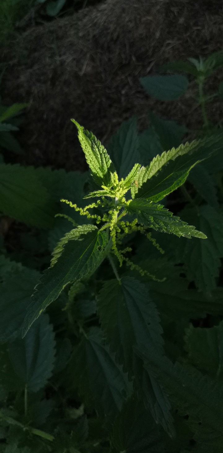 Nettle plant green