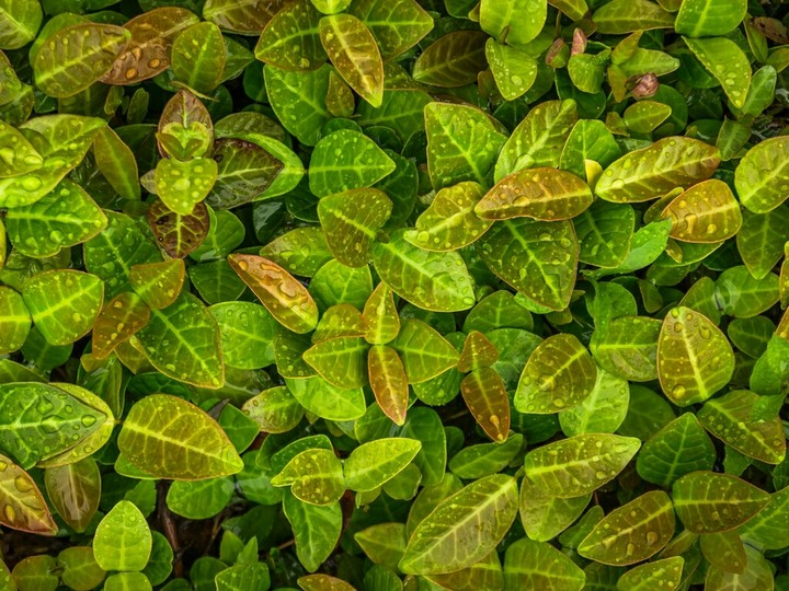 greeny