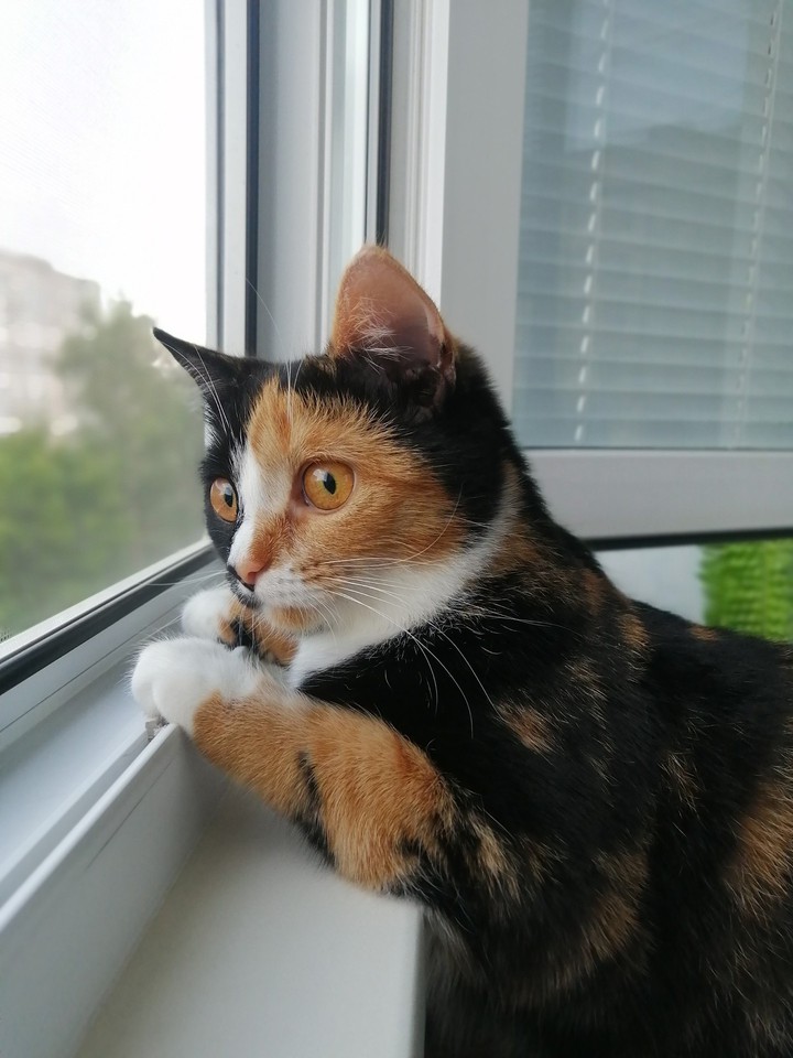 cat
