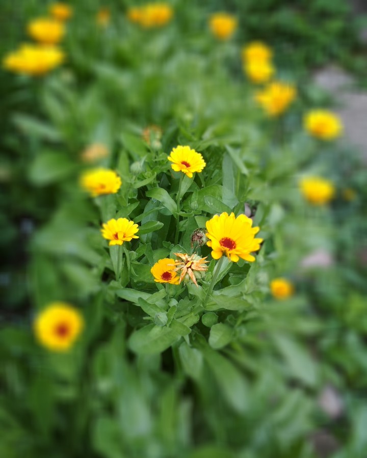calendula