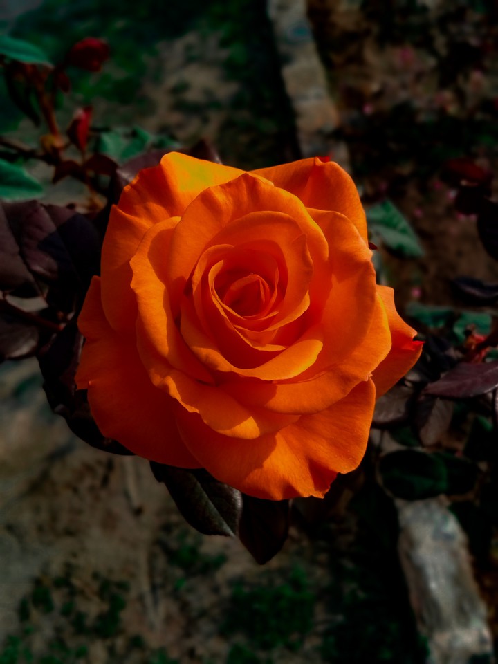 new flower