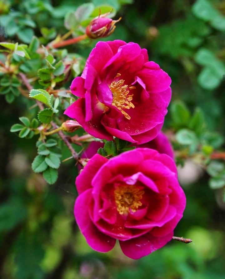 magenta