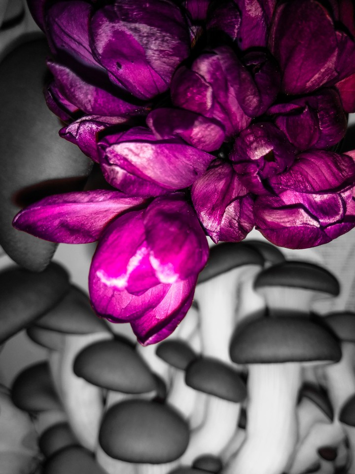 Flowers with oyster mushrooms