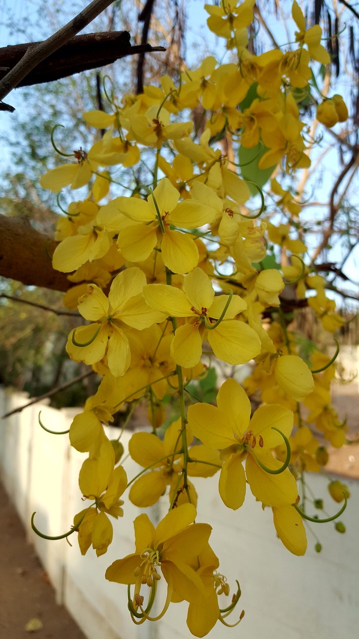 summer flowers