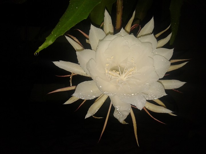 Beauty under the moon...