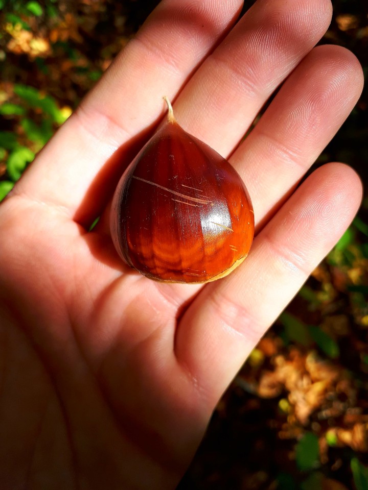 Chestnut