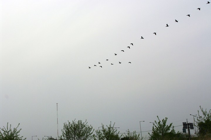 Bird