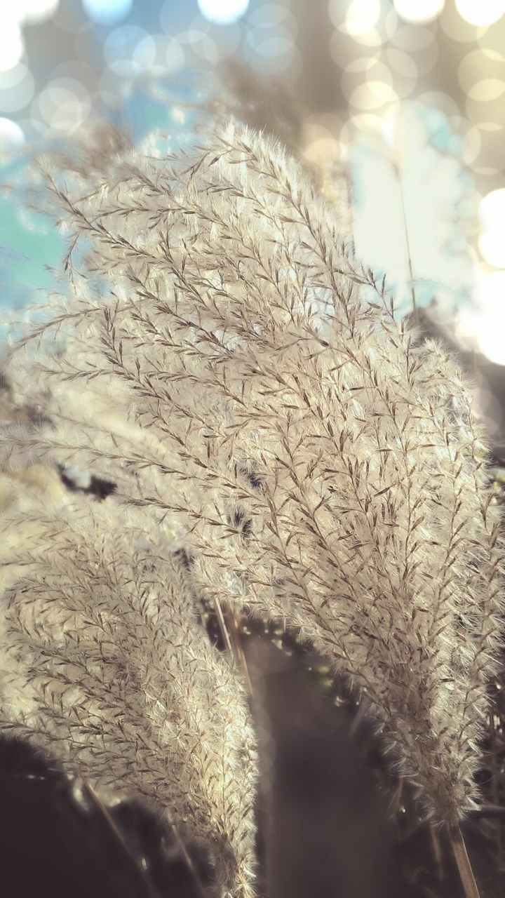 soft