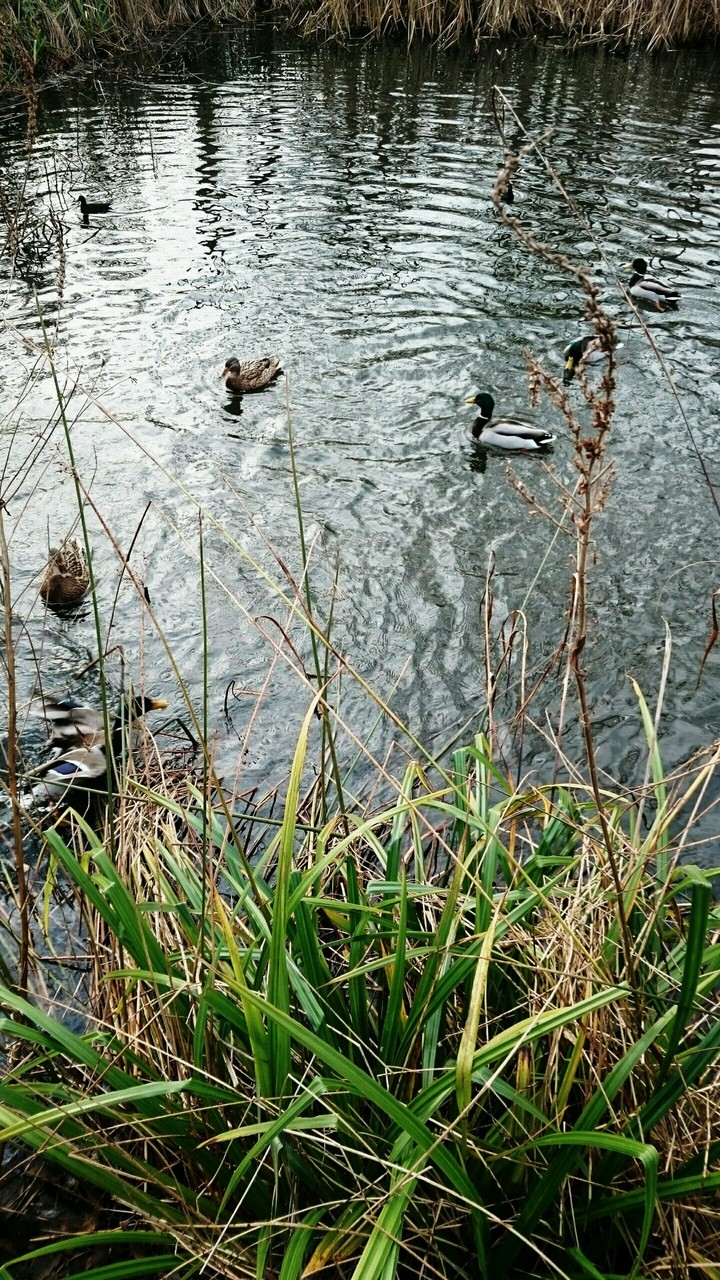 ducks