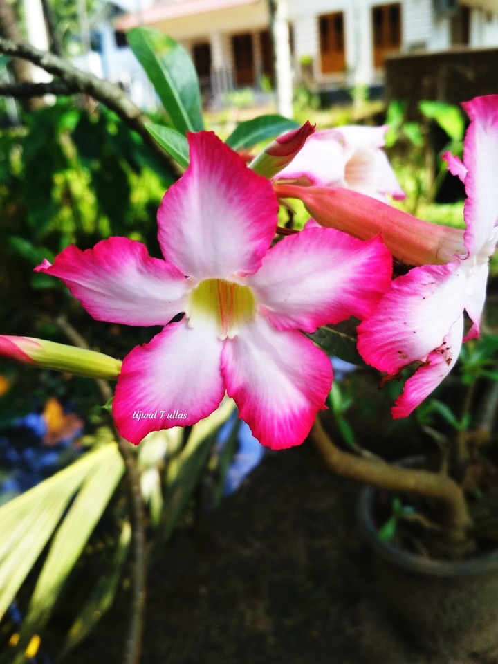 flower