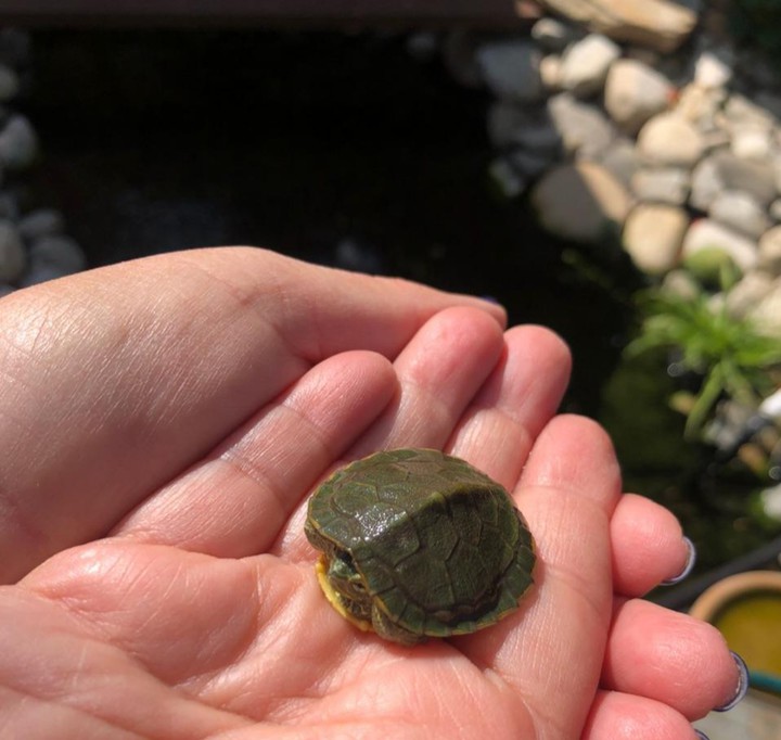 Tiny Baby Turtle