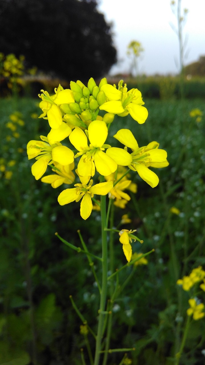 flower