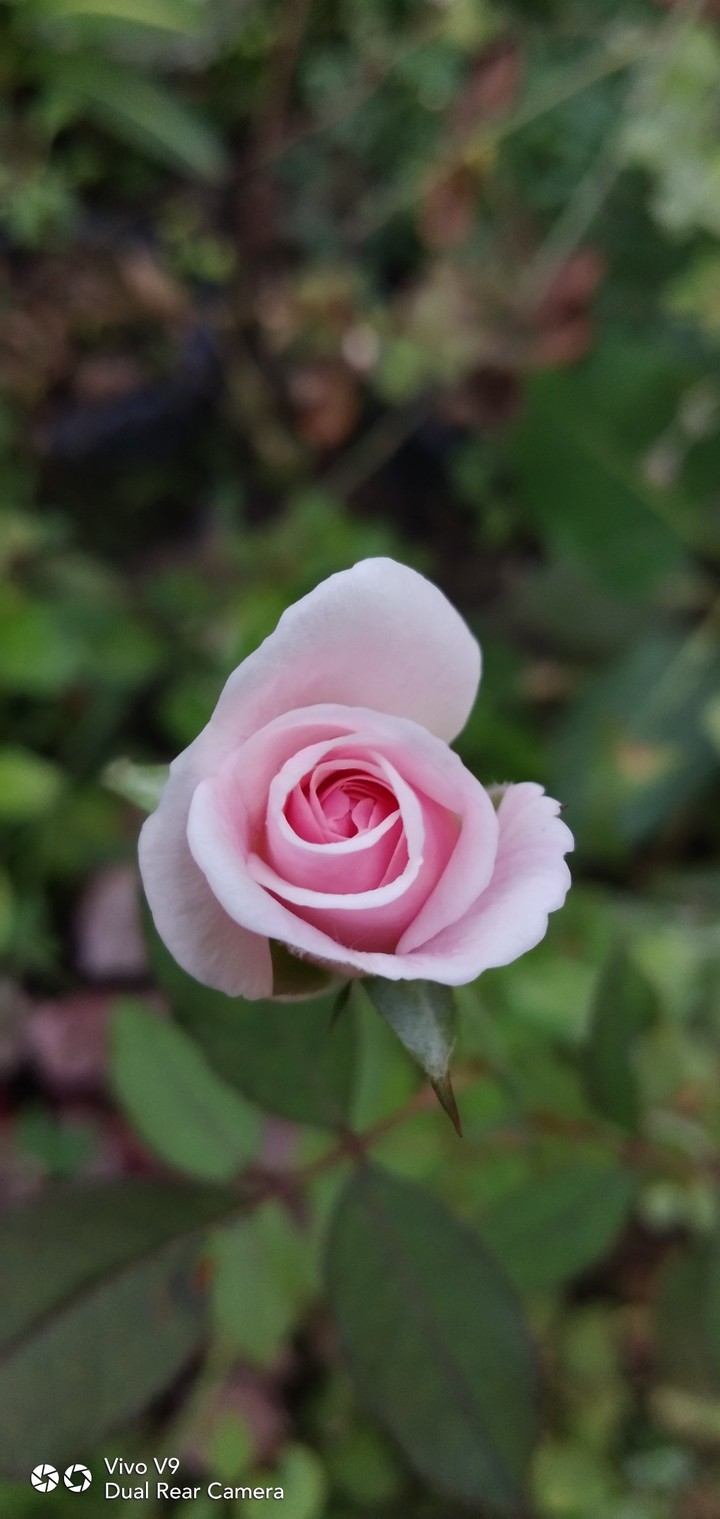 Rose flower