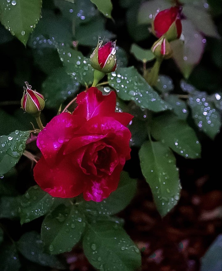 garden rose...