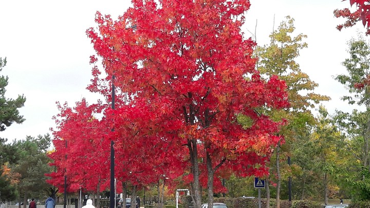 Arbre en automne