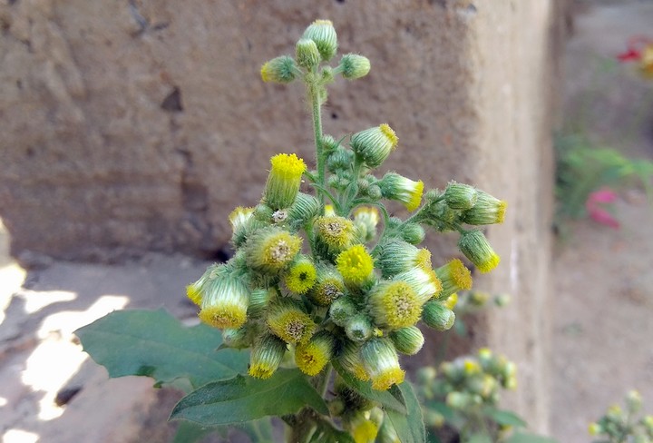 yellow small wild flowers