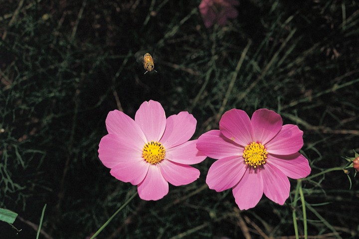 자연