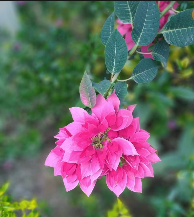 Beautiful ? flower?
