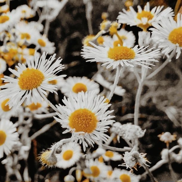 #flowers
