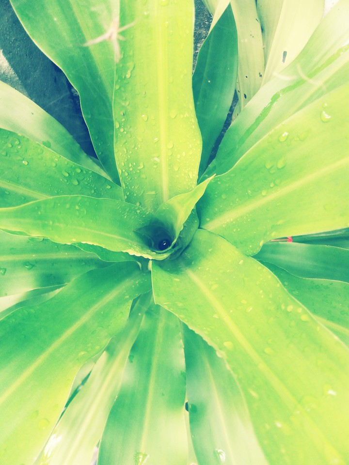nature