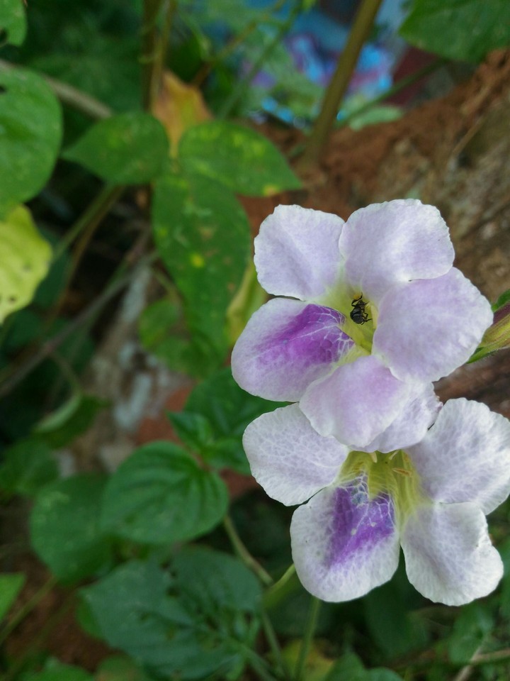 പൂവ്