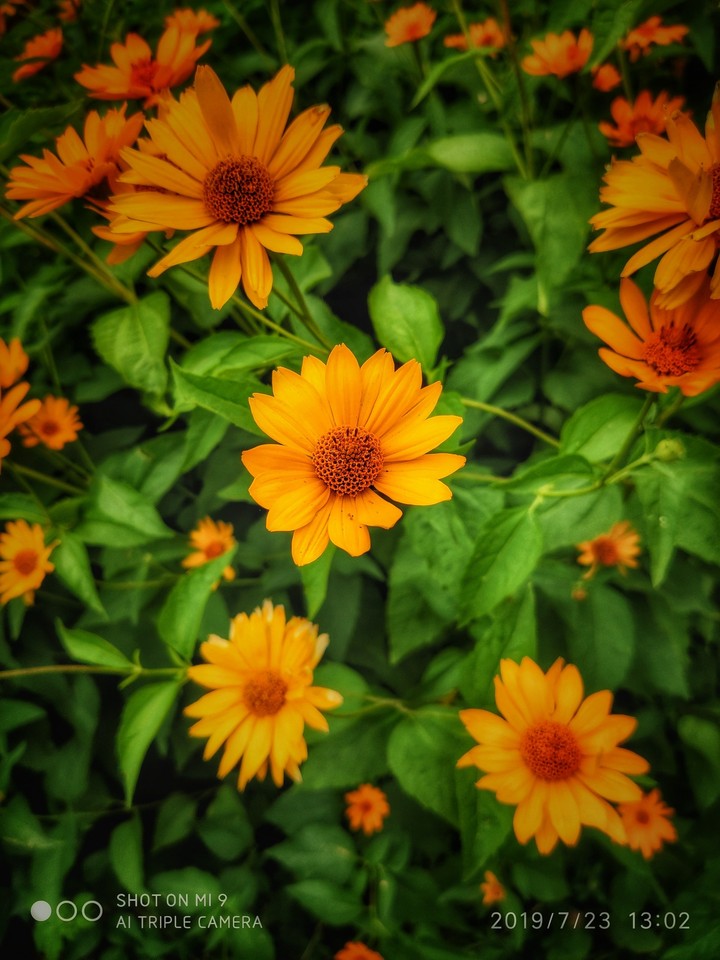 My flowers