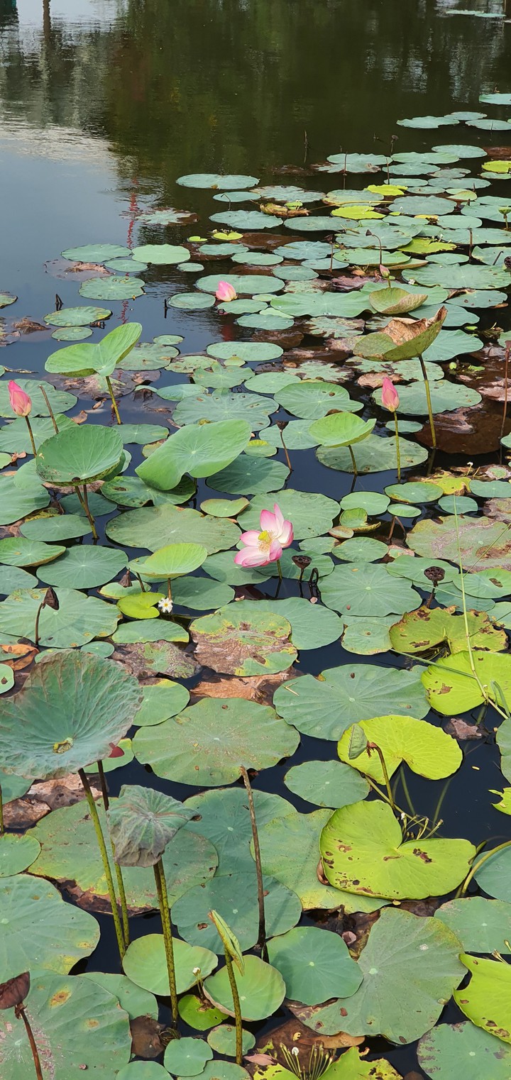 lotus