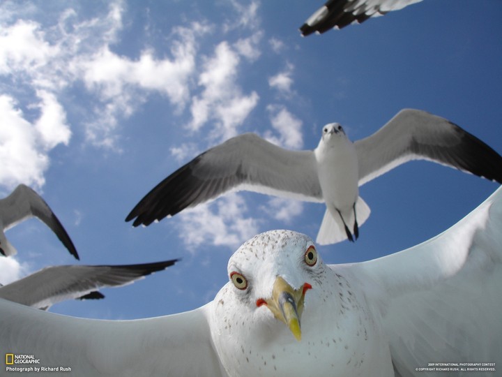 Bird