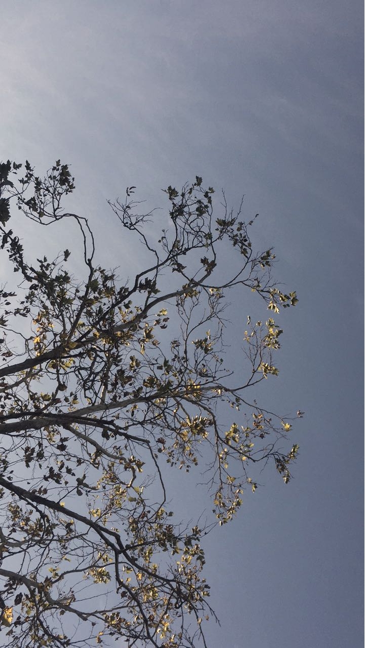 yellow leaves