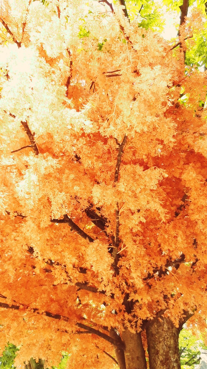 orange tree