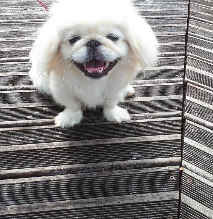 chien
