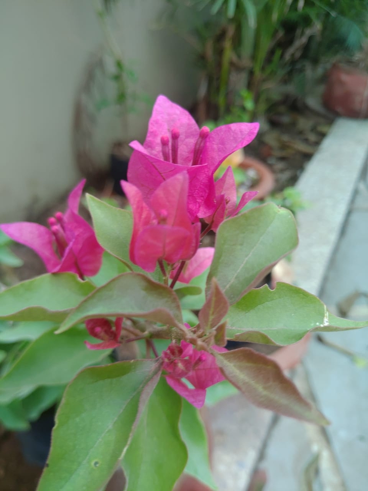 pink