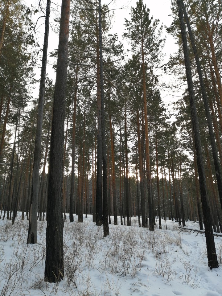 Snow forest