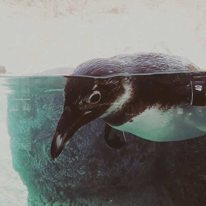 Penguin
