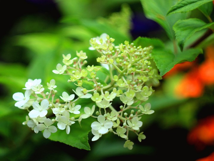 Hydrangea