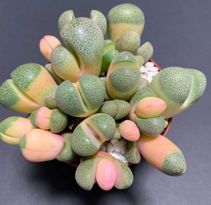 succulent