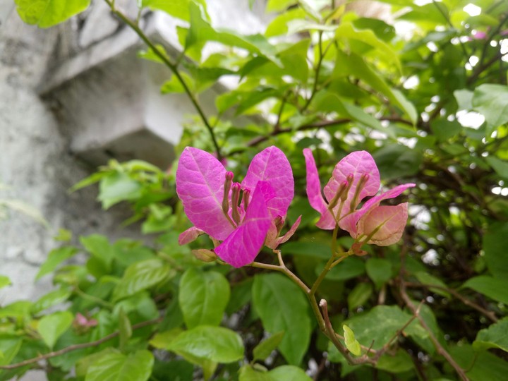 BUGAMBILIA ROSADA