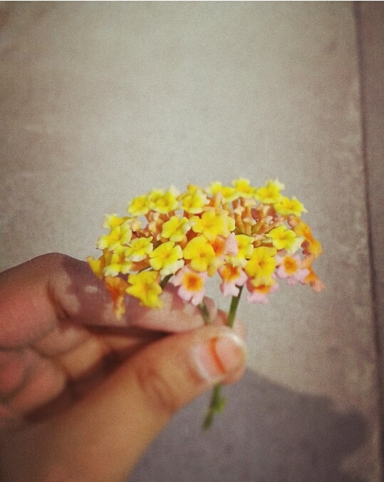 flowers