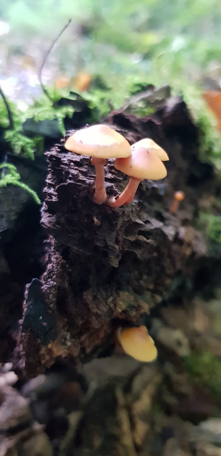 natur
