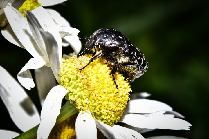 macro