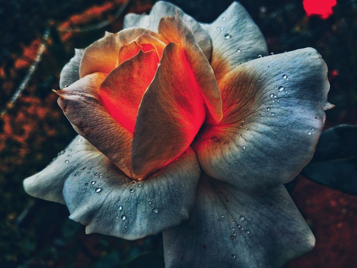 droplets