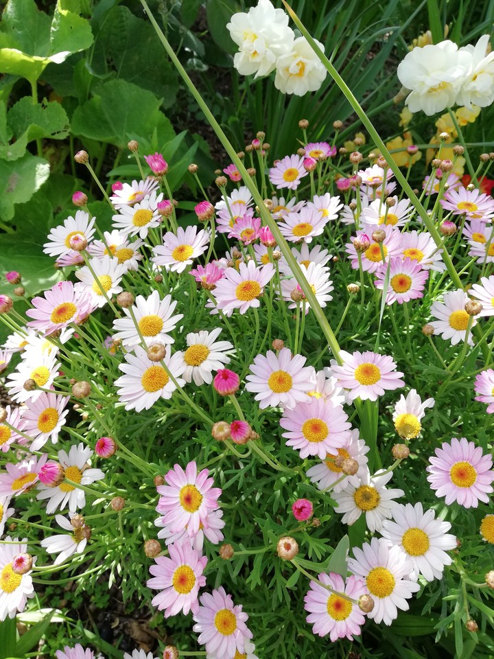 flowers