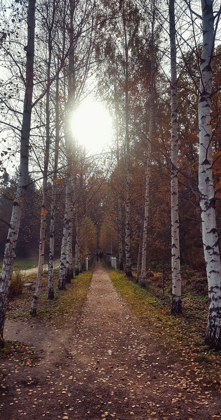 Autumn sunny day