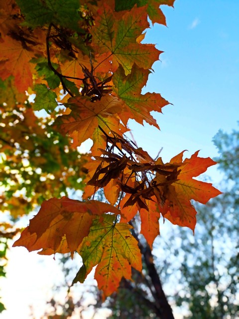 fonds d'écran biome, deciduous