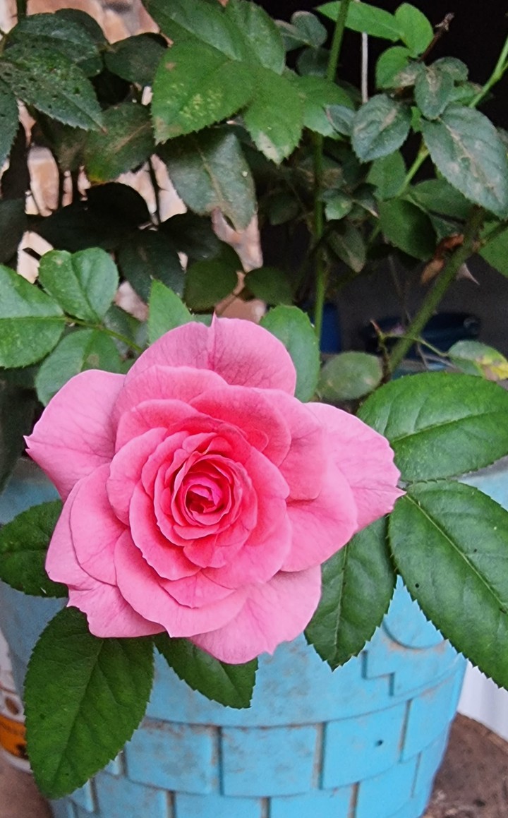 rosita de mi jardín
