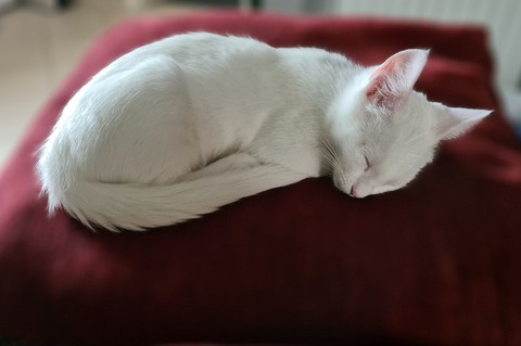 Sleeping cat