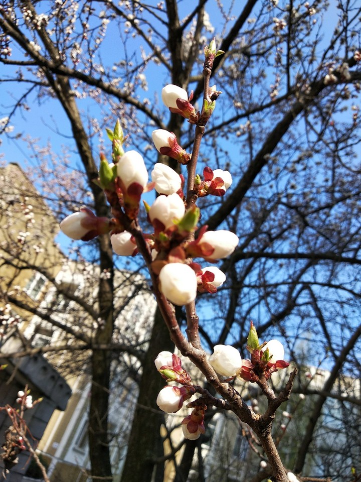 blossoming cherry tree