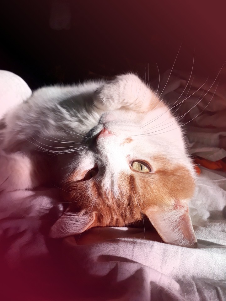 Pet