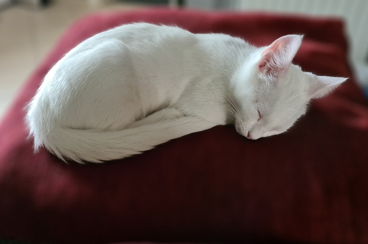 Sleeping cat